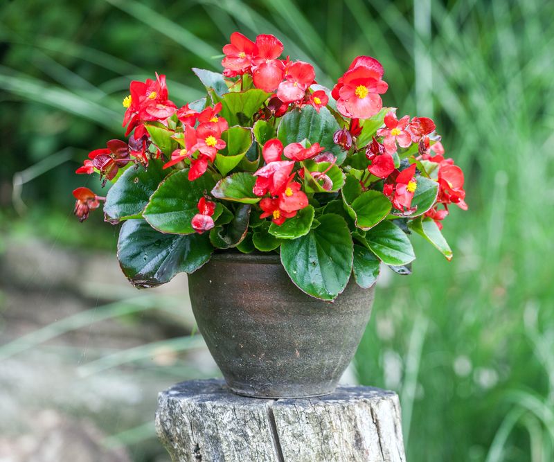 Begonia