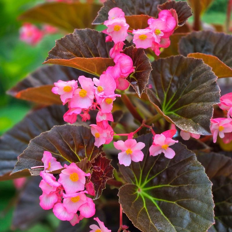 Begonia