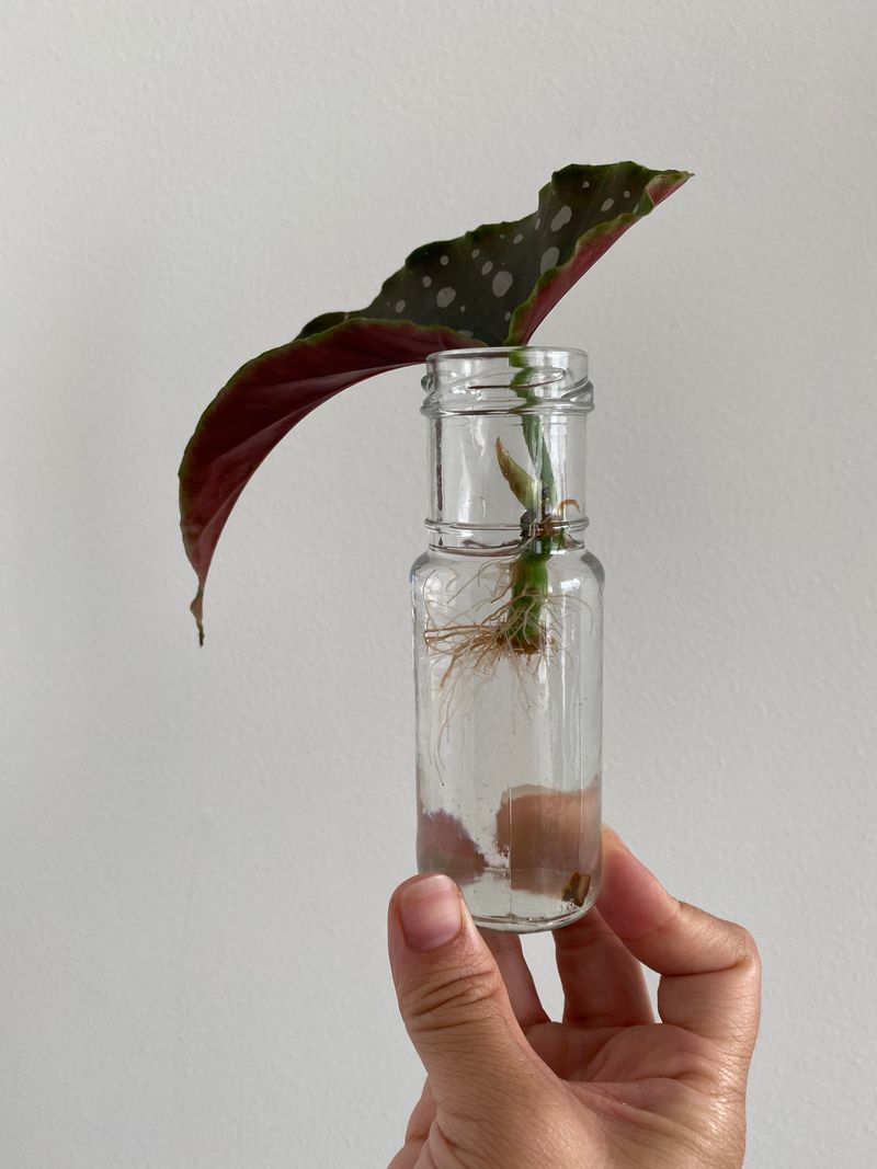 Begonia