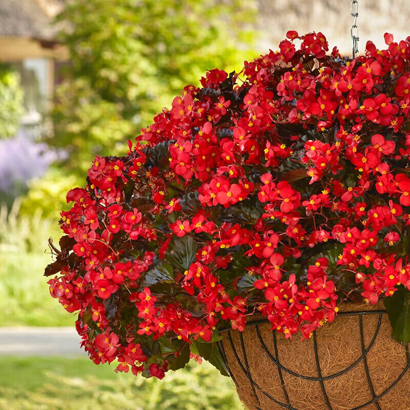 Begonias 