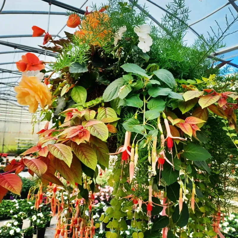 Begonias & Asparagus Fern Begonias & Asparagus Fern
