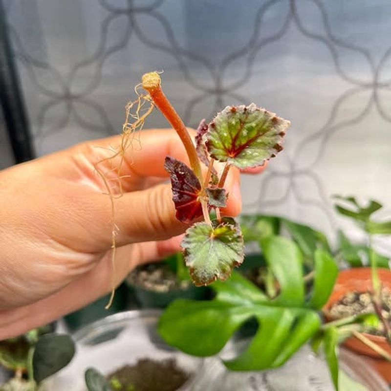Begonias Continue Multiplying Easily Through The Warm Season
