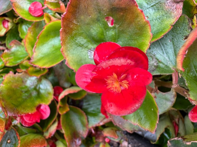 Begonias Make Patios Look Polished Begonias Make Patios Look Polished