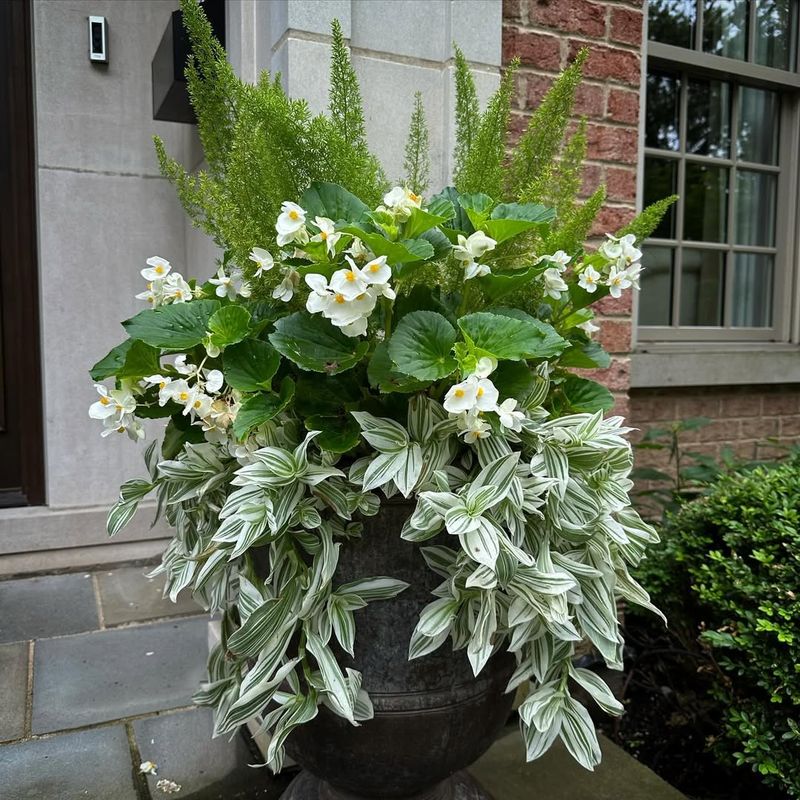 Begonias Thrive In The Same Shady Conditions