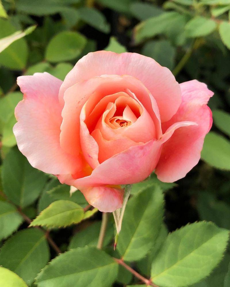 Belinda's Dream Rose