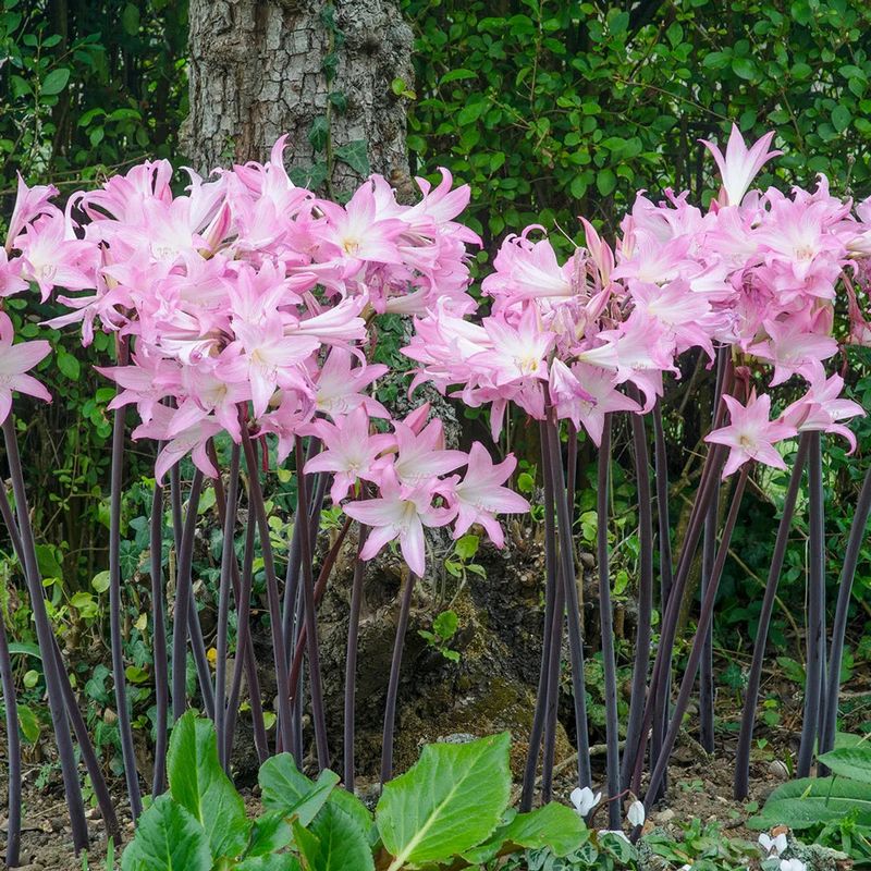 Belladonna Lily Surprises With Pink Blooms And Low Water Needs