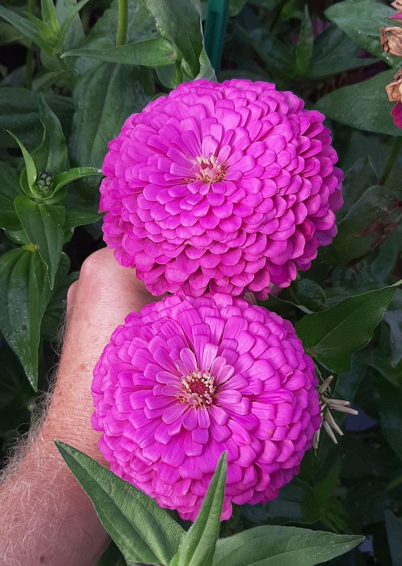 Benary's Giant Zinnias Are Best For Cutting Gardens Benary's Giant Zinnias Are Best For Cutting Gardens