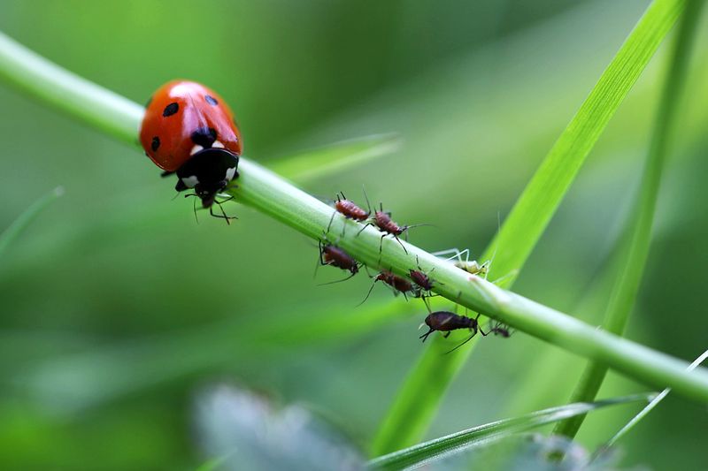 Beneficial Insects Are One Of The Best Natural Fixes Beneficial Insects Are One Of The Best Natural Fixes