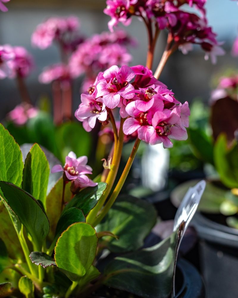 Bergenia