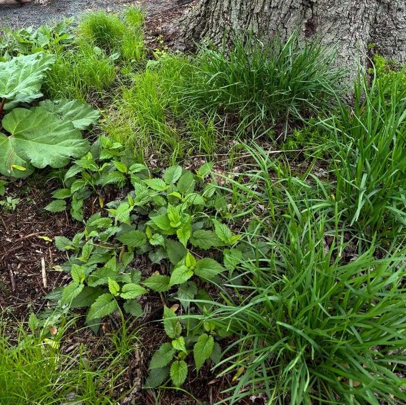 Berkeley Sedge Softens Edges Without Getting Too Tall