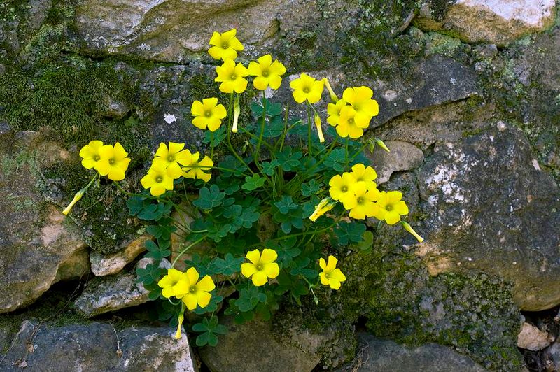 Bermuda Buttercup Returns Quickly After Removal Attempts Bermuda Buttercup Returns Quickly After Removal Attempts