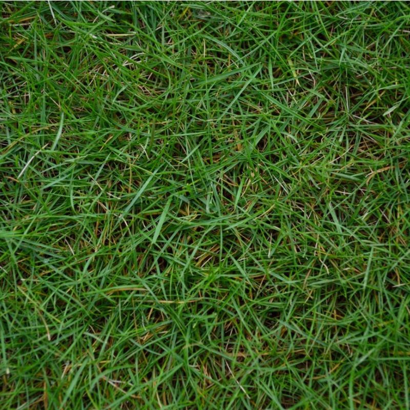 Bermuda Grass Invading Garden Beds
