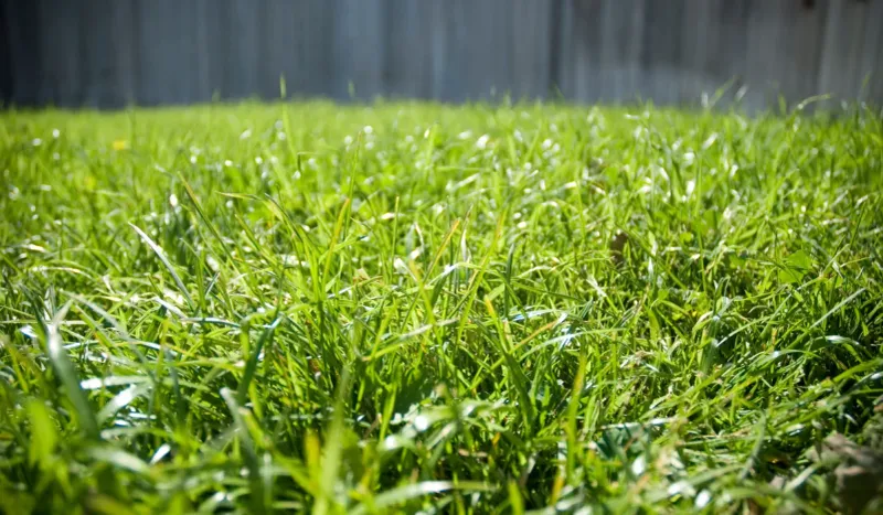 Bermudagrass Can Quickly Crowd Citrus Roots