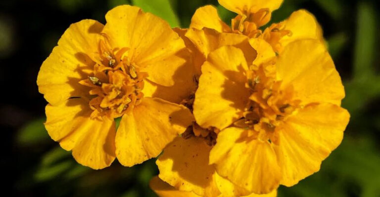 Best Herbs To Grow In Florida’s Heat When Parsley And Cilantro Tap Out