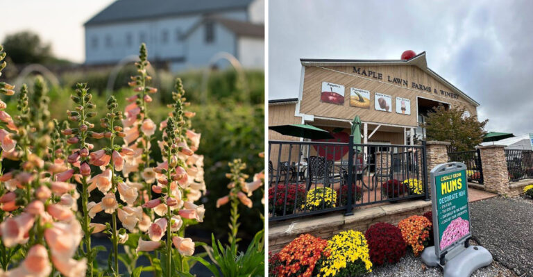 Best Pennsylvania Flower Farms To Visit In Spring And Early Summer
