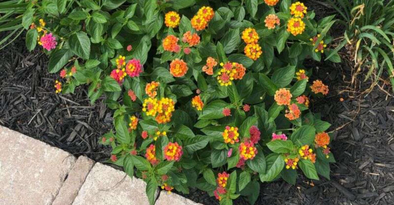 Best Ways To Keep Arizona Lantana From Going Woody Before Monsoon Season