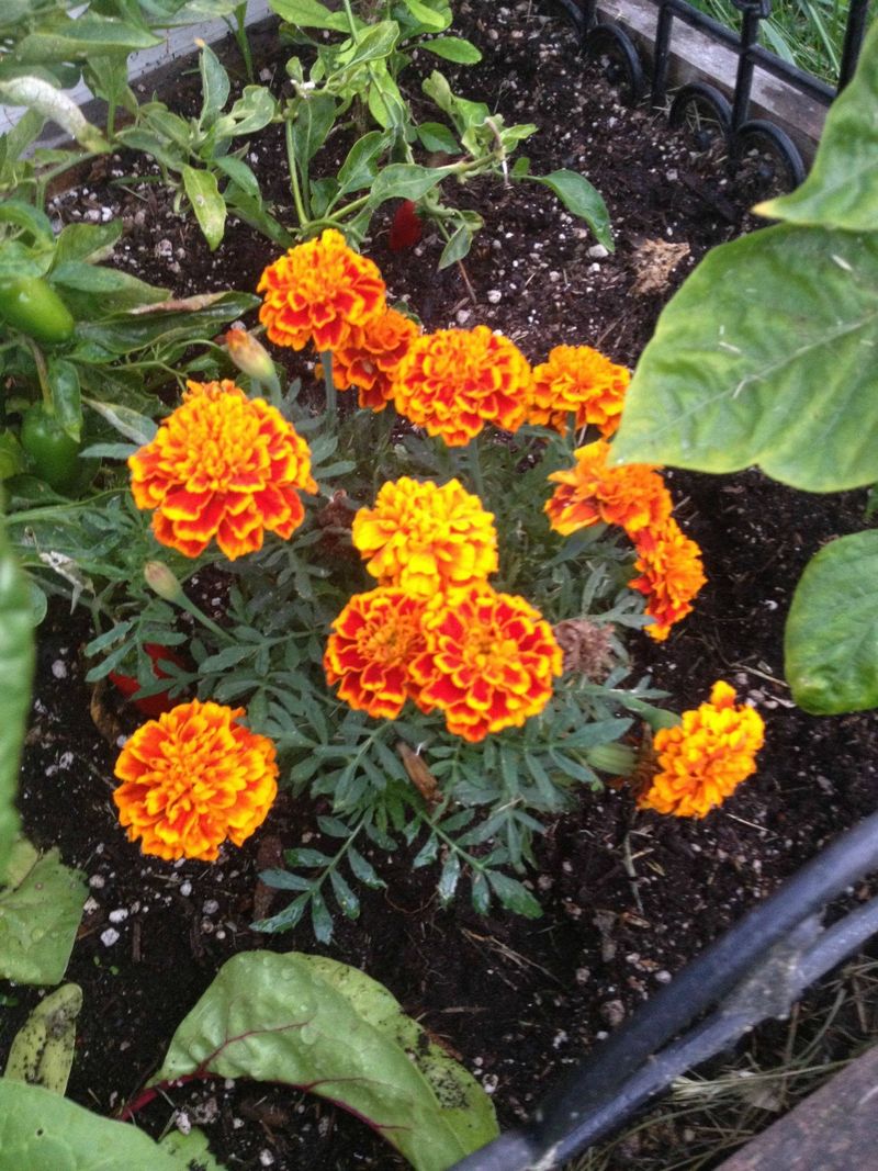 Better Airflow Helps Marigolds Handle Humid Weather