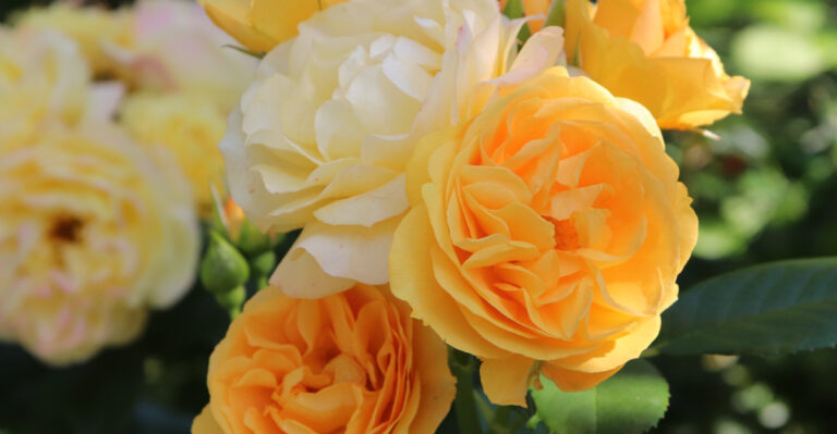 Better Alternatives To Knockout Roses That Thrive In California Heat