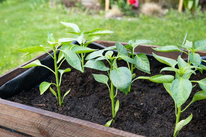 Young plants in a raised garden bed