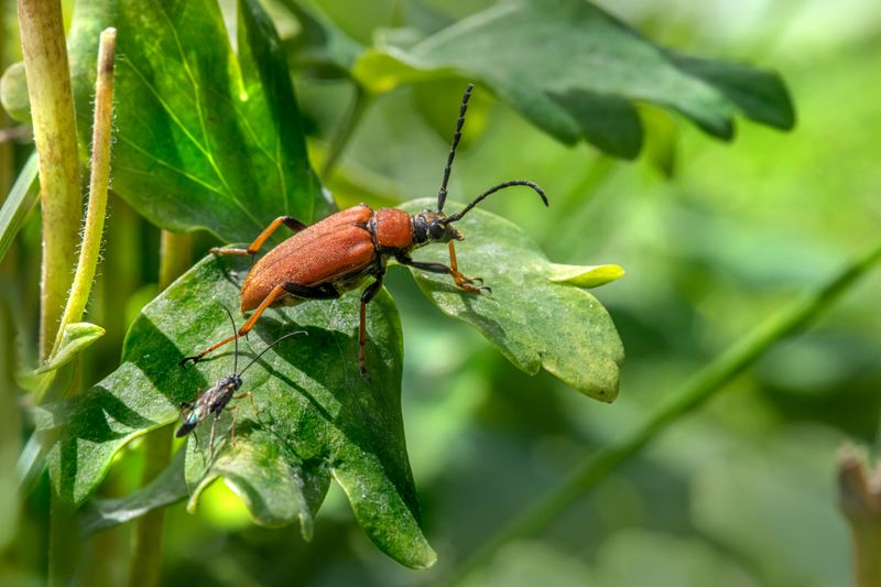 Better Habitat For Insects