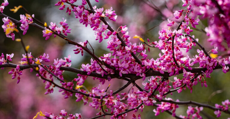 Better Native Alternatives To Forsythia That Pennsylvania Gardeners Are Switching To
