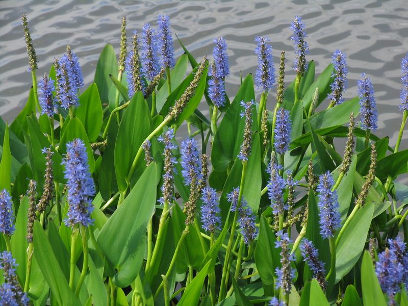Better Pond Plants To Choose Instead