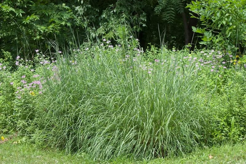 Big Bluestem (Andropogon gerardii) Builds Soil In Sunny Native Plantings