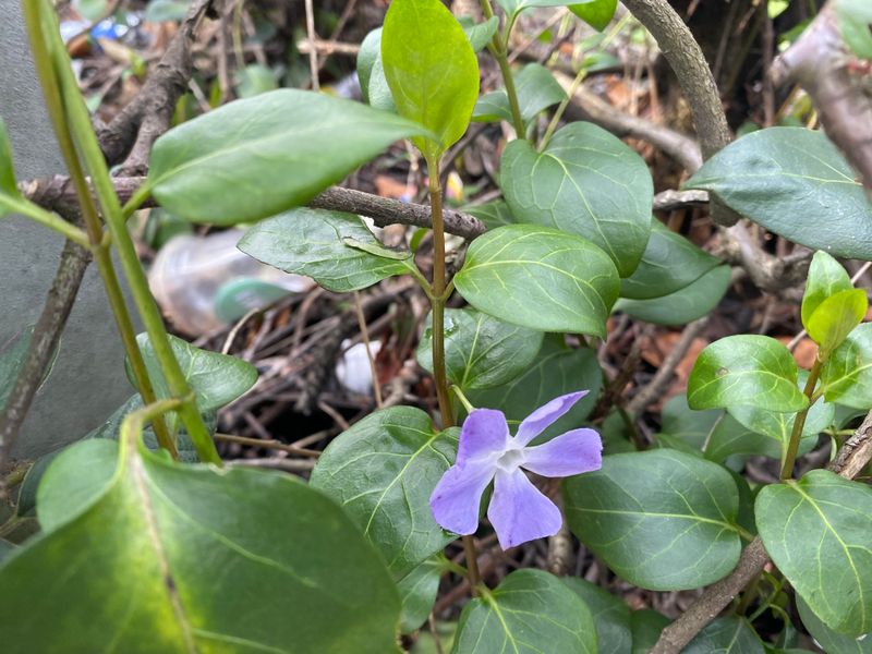 Big Periwinkle Turns Shady Corners Into A Spreading Mat Big Periwinkle Turns Shady Corners Into A Spreading Mat