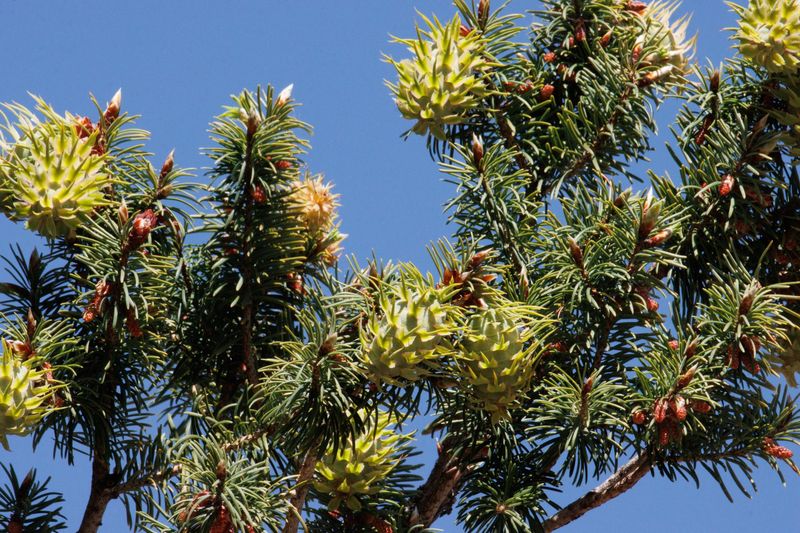 Bigcone Douglas-Fir Is Rare In Nurseries Bigcone Douglas-Fir Is Rare In Nurseries