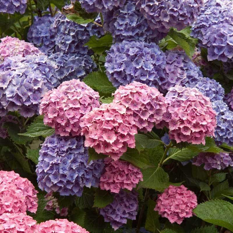 Bigleaf Hydrangea: The Classic Blue-And-Pink Favorite