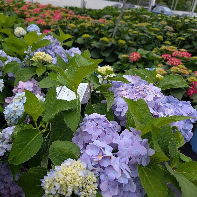 Bigleaf Hydrangea