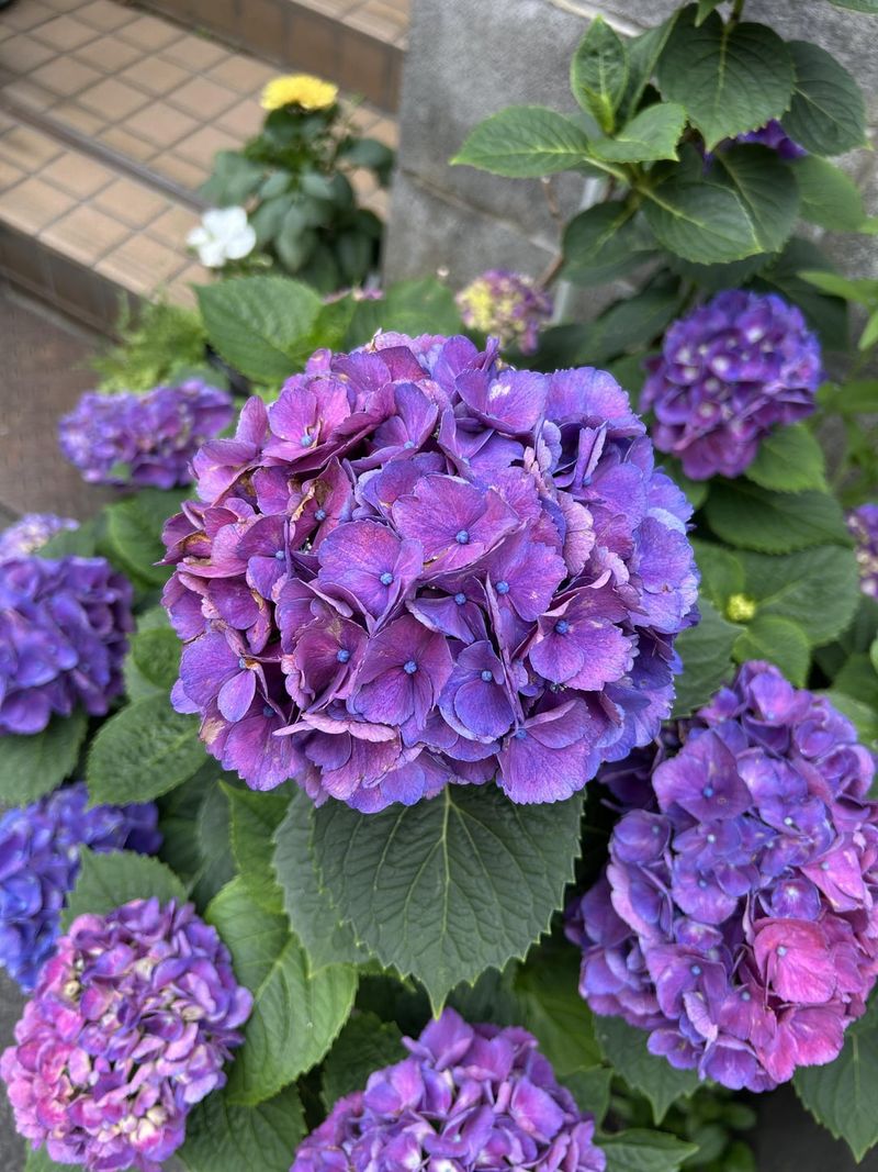 Bigleaf Hydrangeas Need Caution