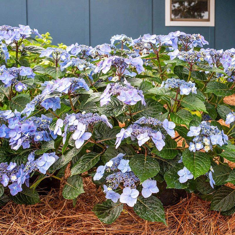 Bigleaf Hydrangeas