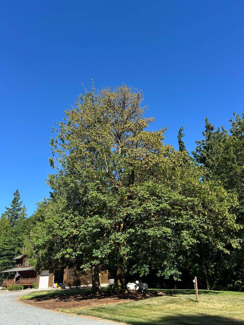 Bigleaf Maple