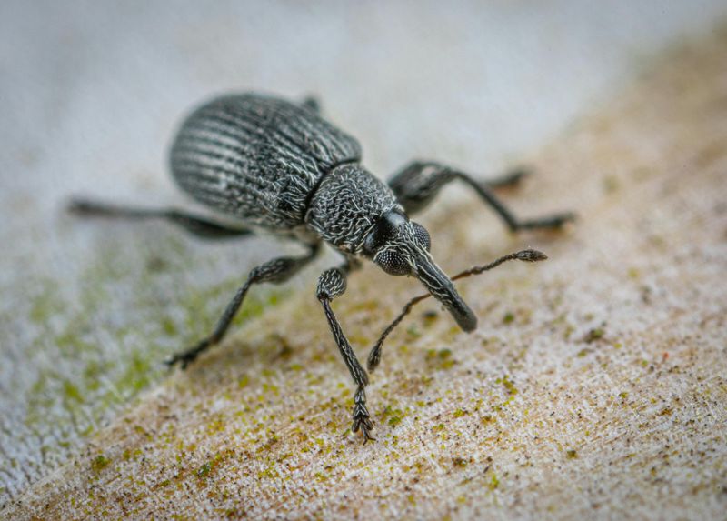 Billbugs Billbugs