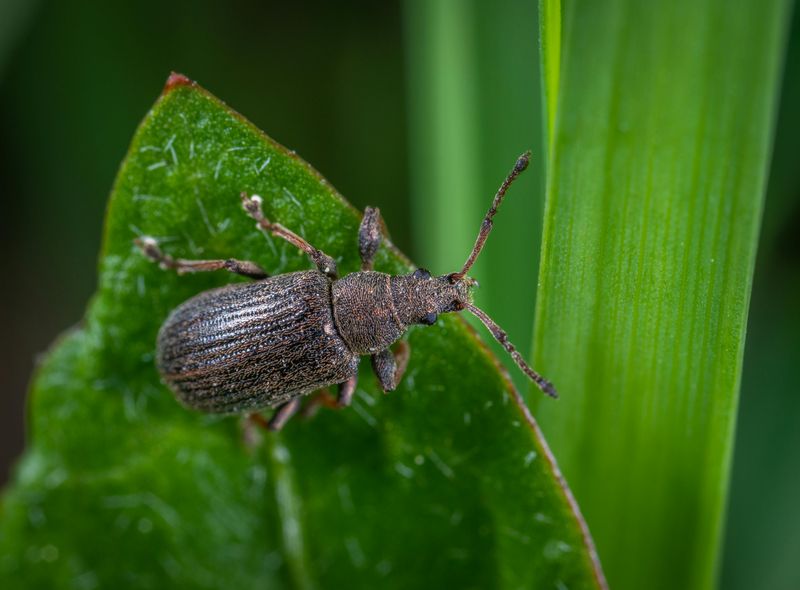 Billbugs