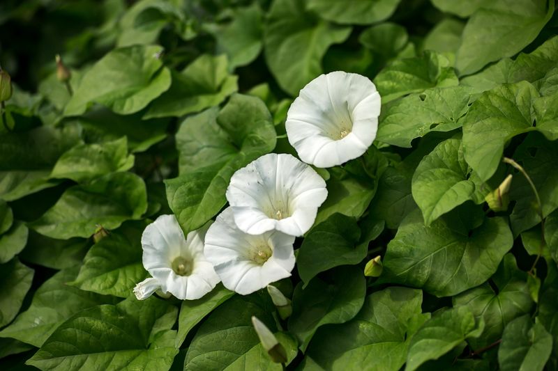 Bindweed Twines In And Refuses To Quit