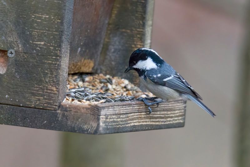 Bird Feeders Alone Do Not Create Rat Problems