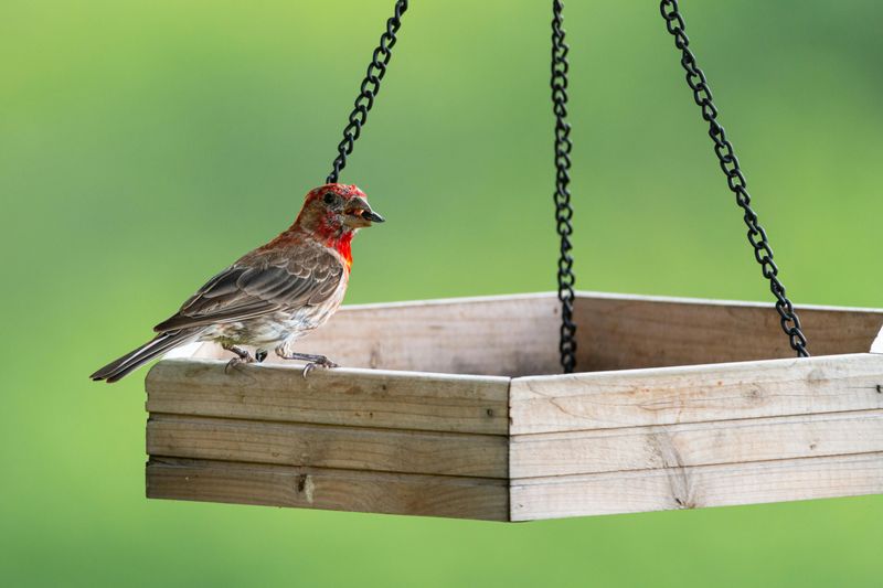 Bird Feeders Are Inviting The Wrong Kind Of Wildlife