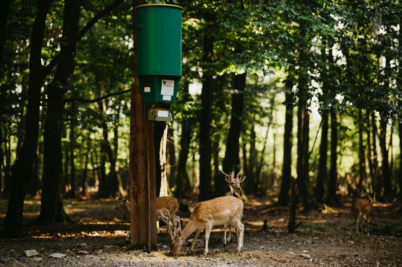 Bird Feeders Attracting Deer And Mice