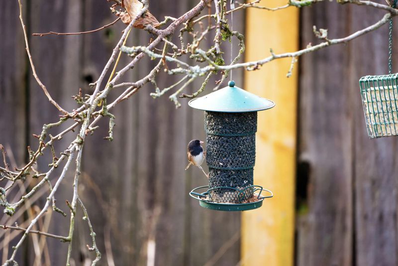Bird Feeders Drop Seed Onto The Ground Bird Feeders Drop Seed Onto The Ground