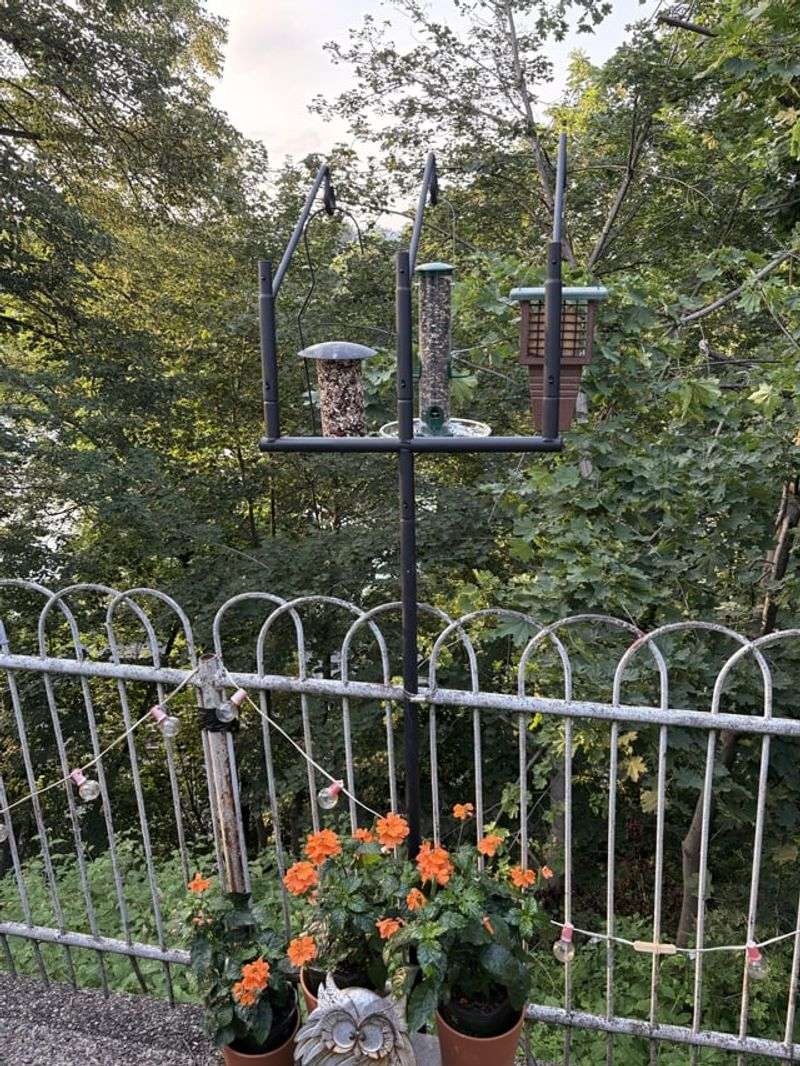 Bird Feeders Near Patios Can Accidentally Increase Tick Problems