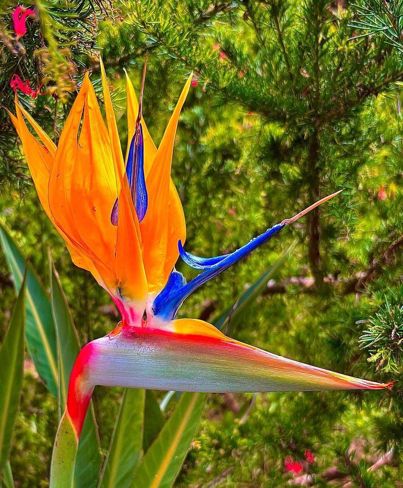 Bird Of Paradise