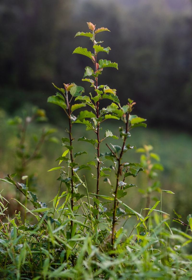 Bird-Spread Seeds Create New Seedlings Far From The Parent Tree