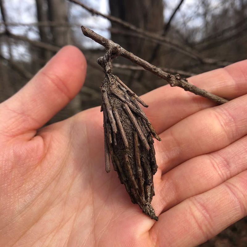 Birds And Beneficial Insects Help Control Young Bagworms