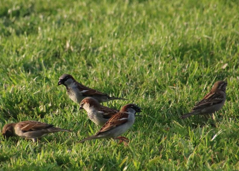 Birds Feeding Heavily In The Lawn Can Be A Clue