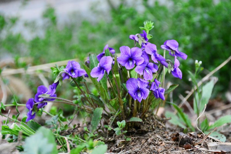 Bird’s-Foot Violet Grows Wild In The Hudson Valley