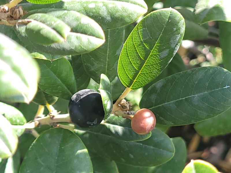 Birds Need Berries Seeds And Safe Shelter Birds Need Berries Seeds And Safe Shelter