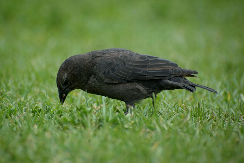 Birds Pecking Aggressively At The Lawn