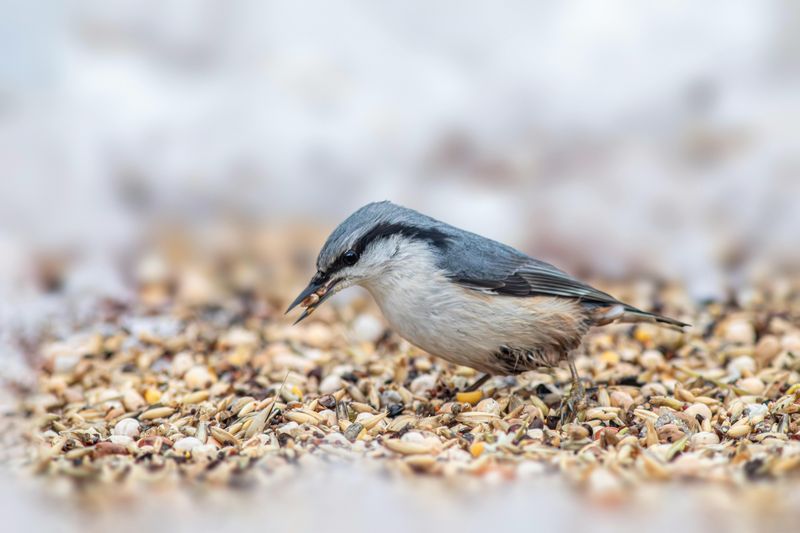 Birds Spread Its Seeds Everywhere
